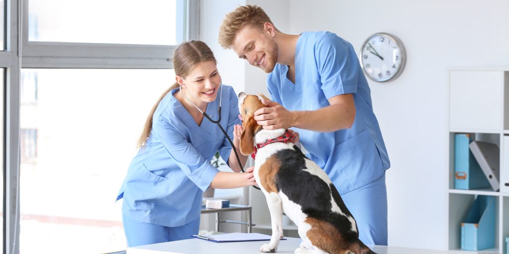 Online Veterinary Assistant Training